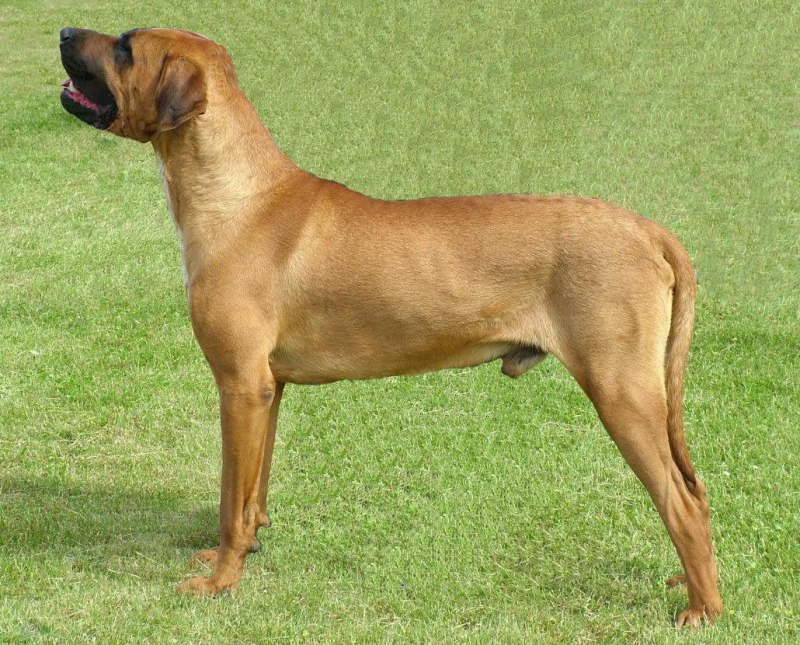 Афганский мастиф