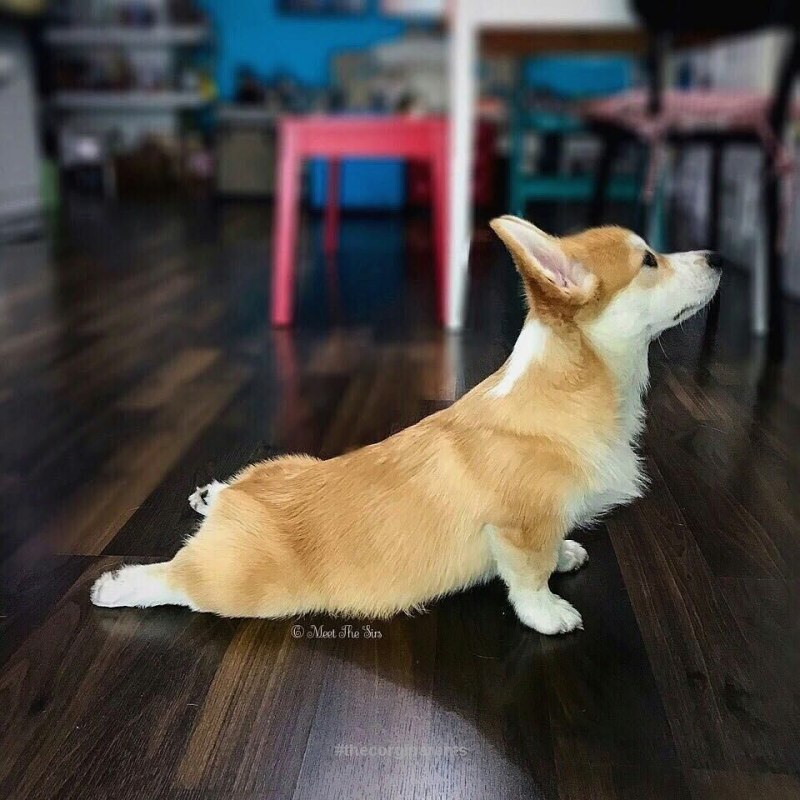 Дарио вельш корги