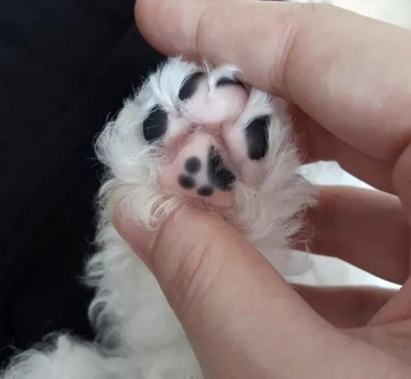 Вельш корги кардиган