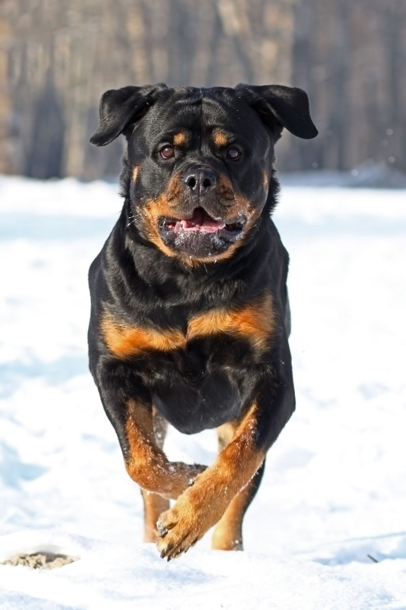 Ротвейлер бег