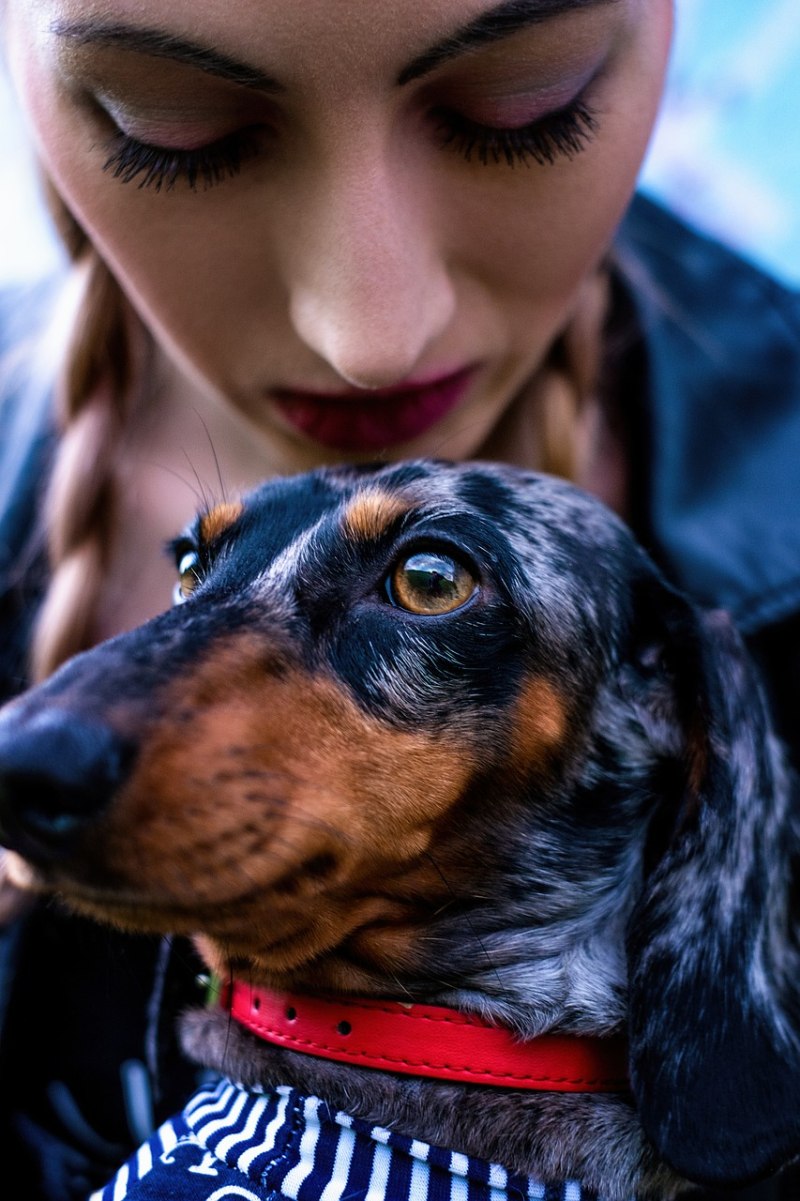 FORMYDOGS Примавера для таксы т2