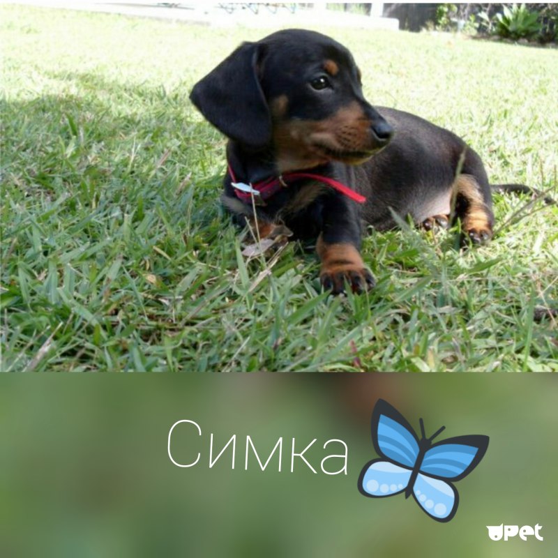 Клички для собак девочек таксы