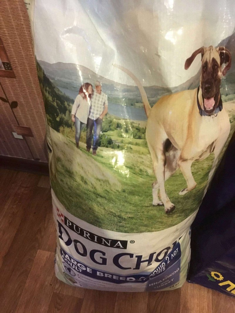 Dog lunch официальный сайт