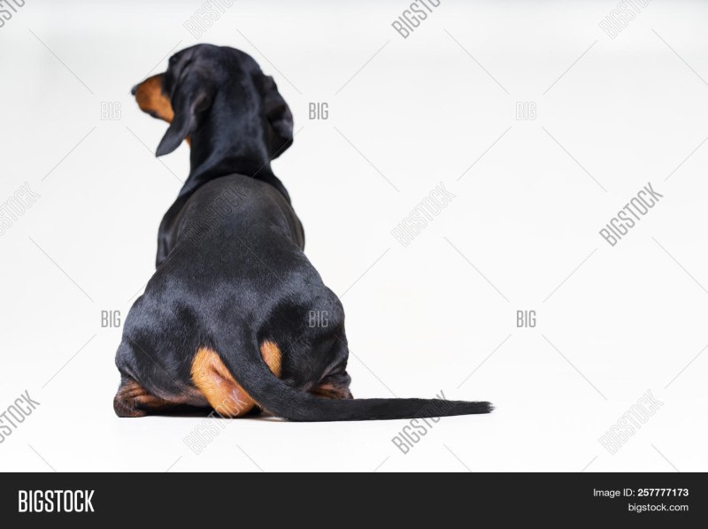 Dog looks up from behind