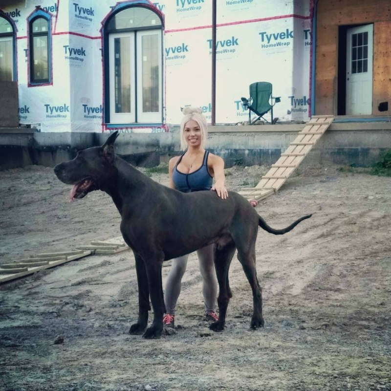 Американский Доберман пинчер