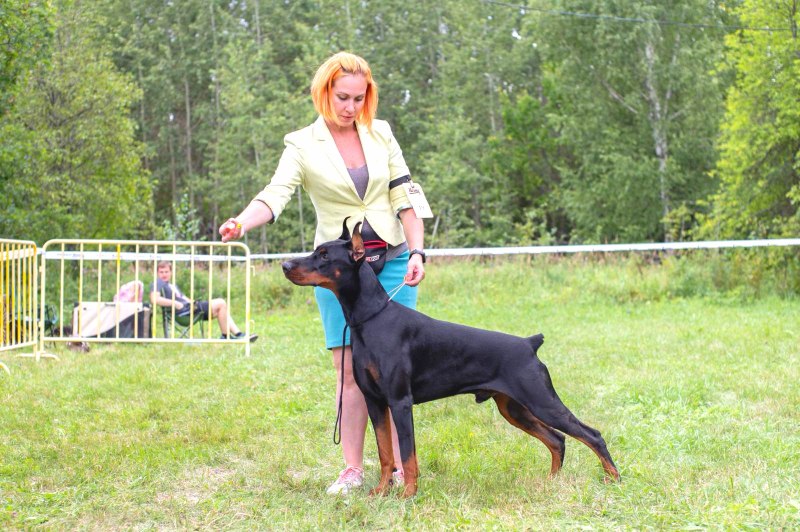 Немецкий пинчер и Доберман