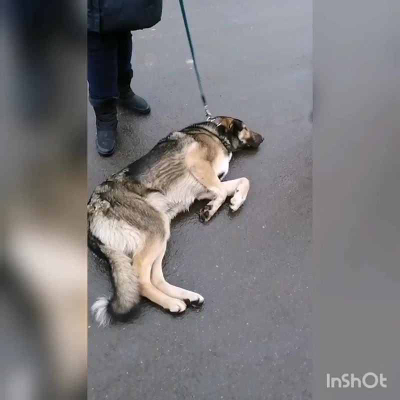 Собака больная гельминтами