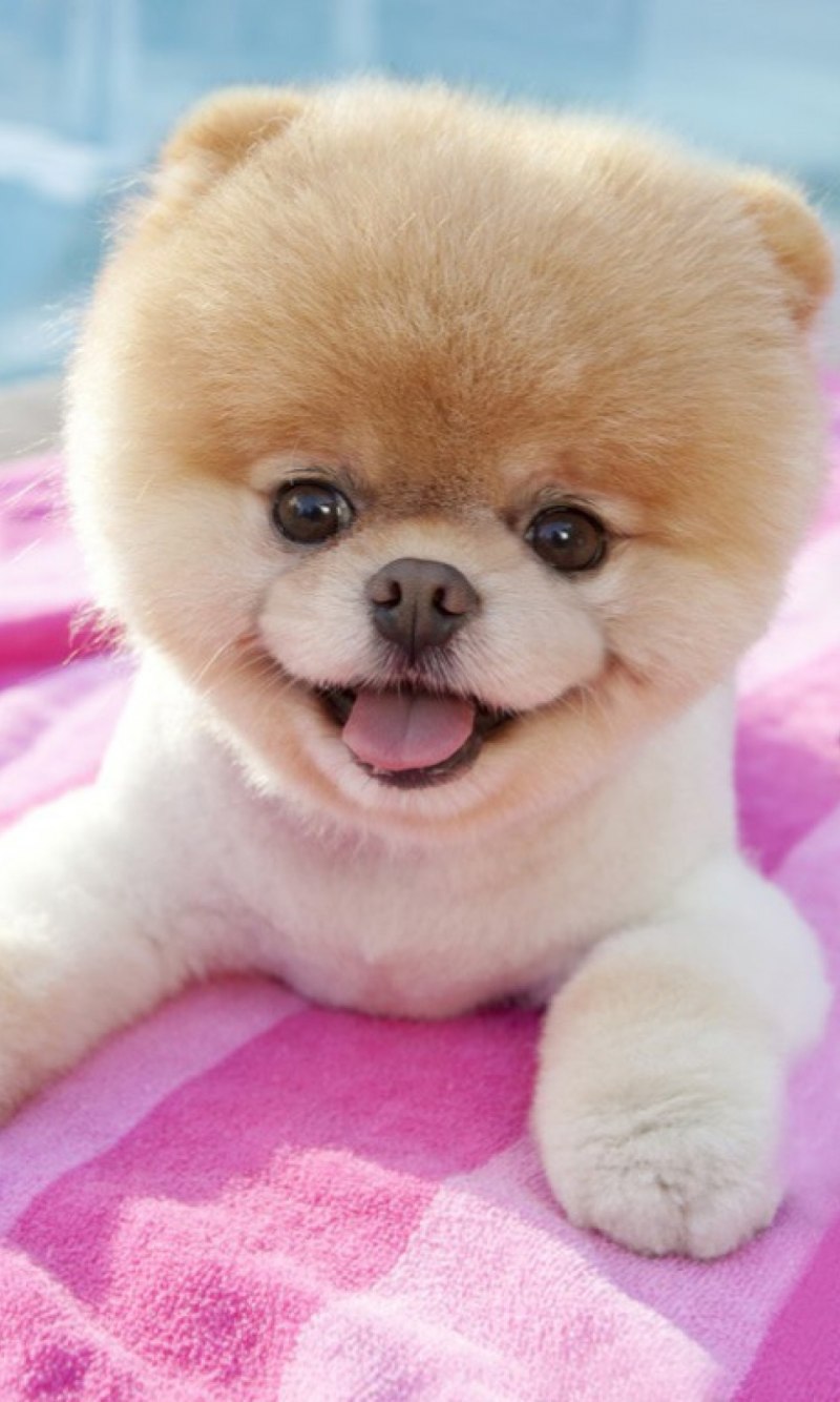 Шпиц Boo