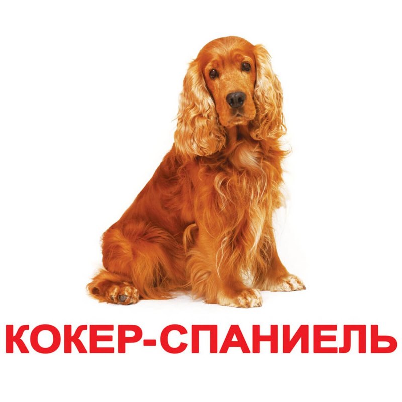 Разные породы собак с названиями