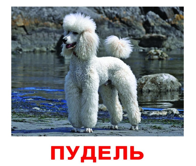 Собаки разных пород для детей