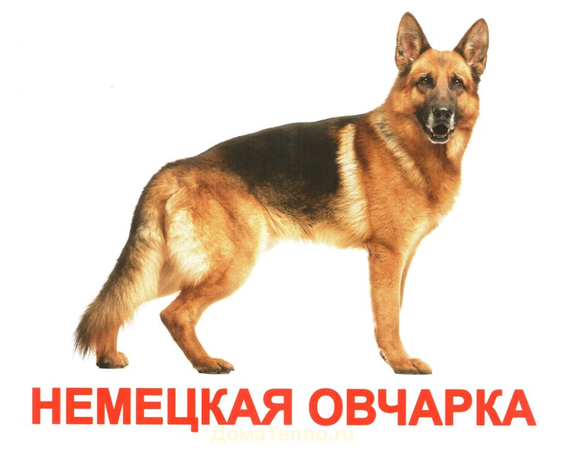 Разные породы собак с названиями