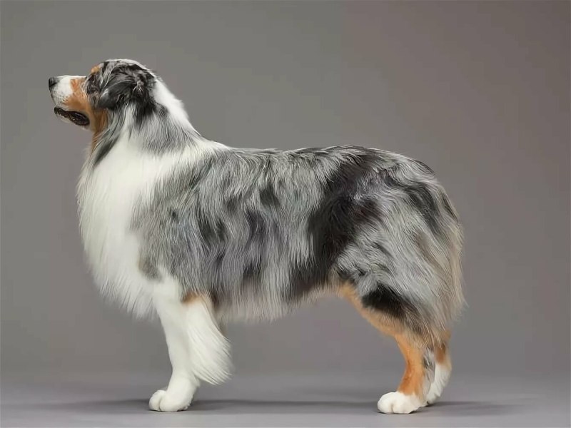 Australian Shepherd собака