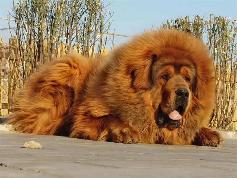 Мастиф тибетский мастиф