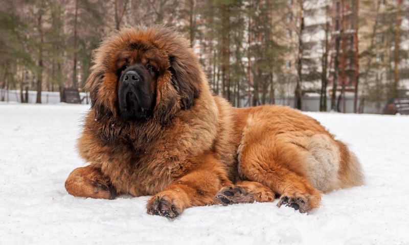 Неополетанский массив