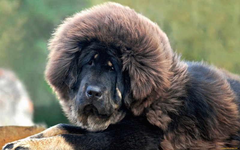 Тибетский мастиф
