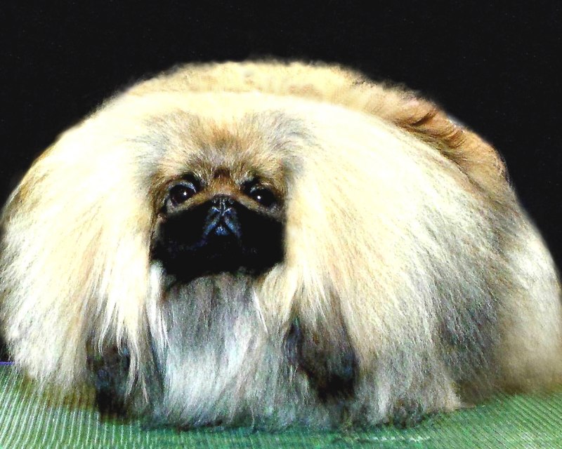 Пекинес Королевский рыжий