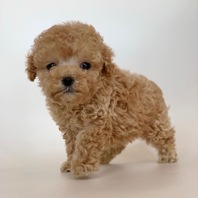 Teddy Poodle порода собак