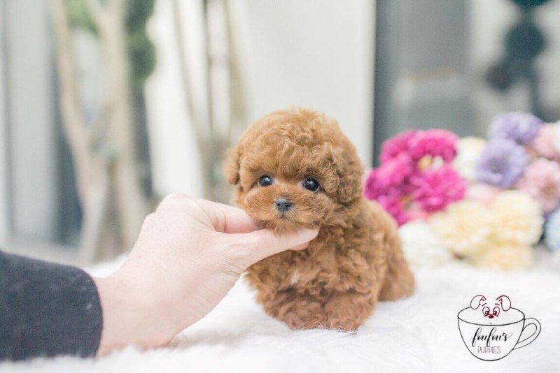 Teacup Teddy Poodle (Тикап Тедди)