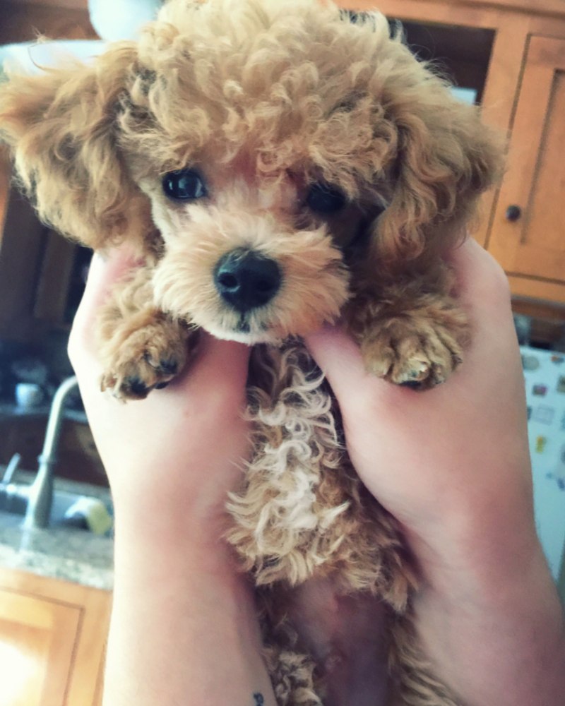 Teacup Teddy Poodle (Тикап Тедди)
