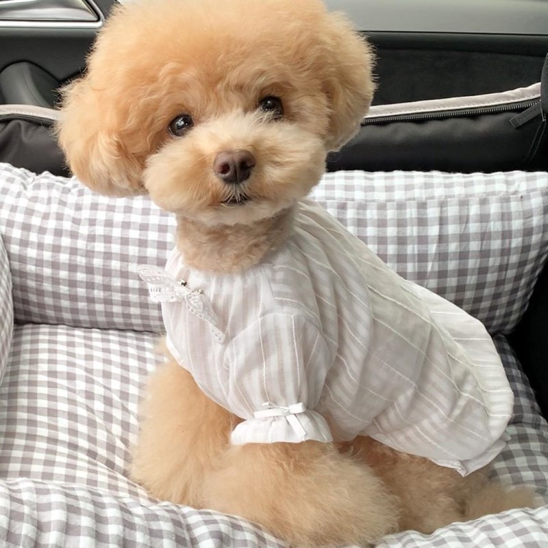 Teddy Poodle порода