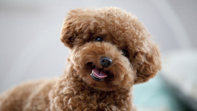 Teddy Poodle порода