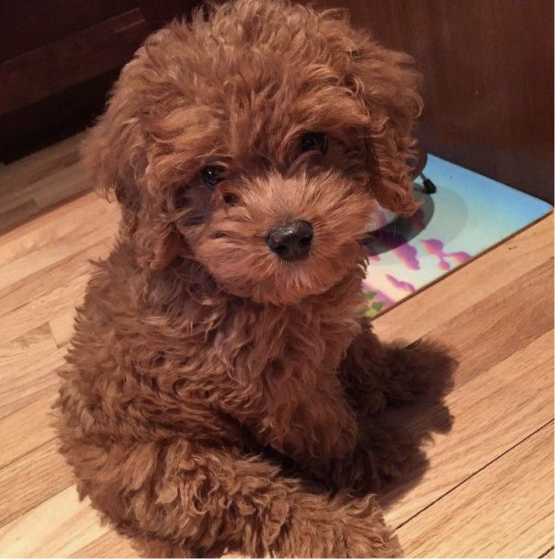 Teddy Poodle порода
