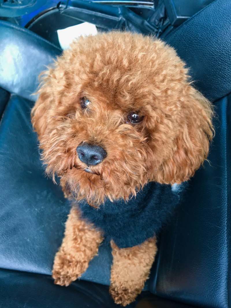 Teddy Poodle порода