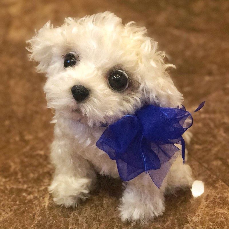 Teddy пудель