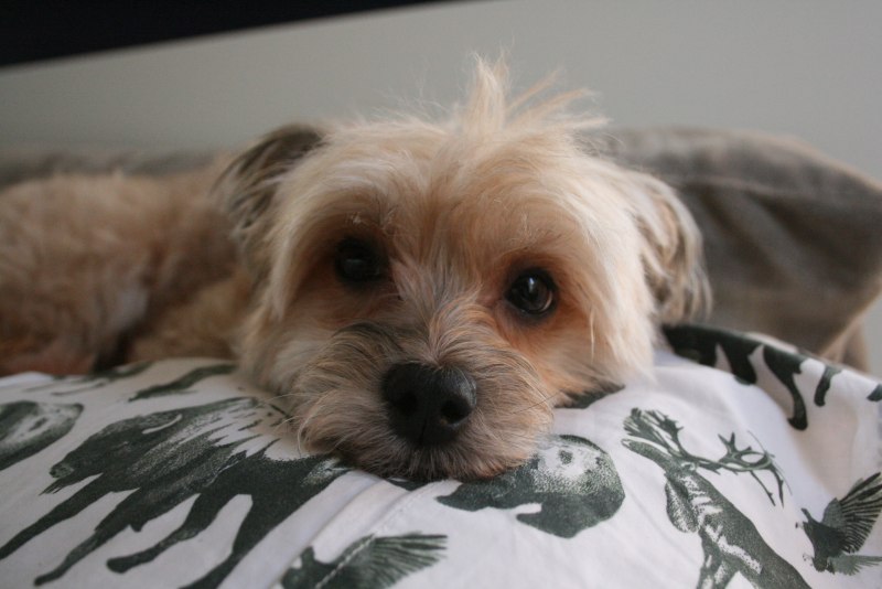 Морки собака Morkie