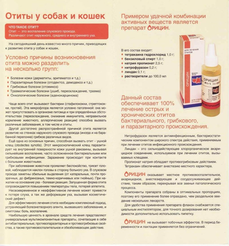 Собака-терапевт терьер