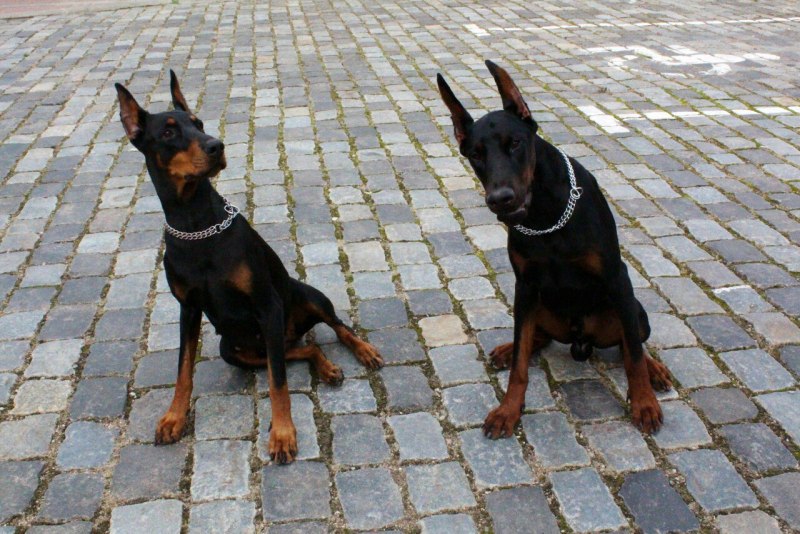 Доберман Shock Collar