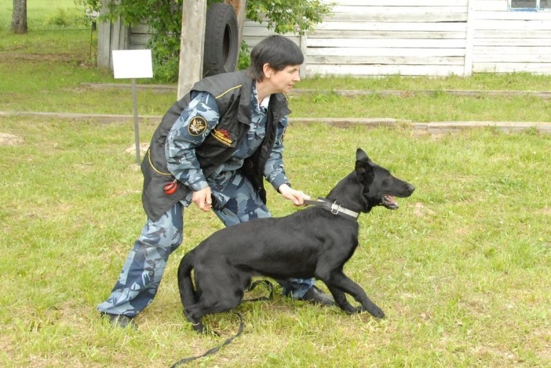 Фото с выставок собак породы Доберман