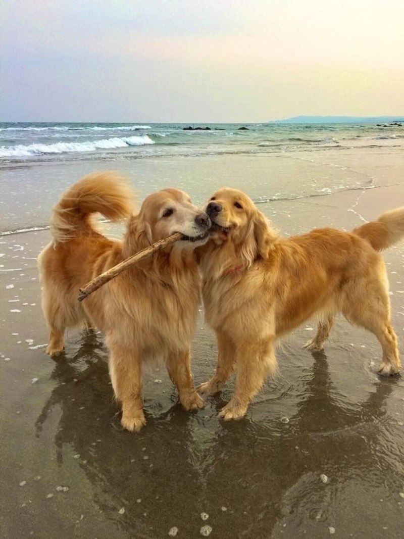 Golden Retriever Porn