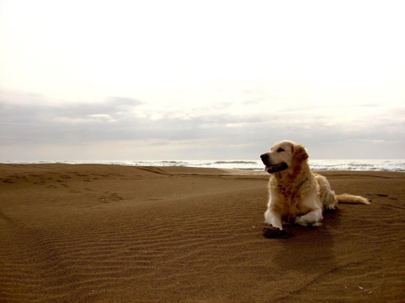 Admiral Beach лабрадор