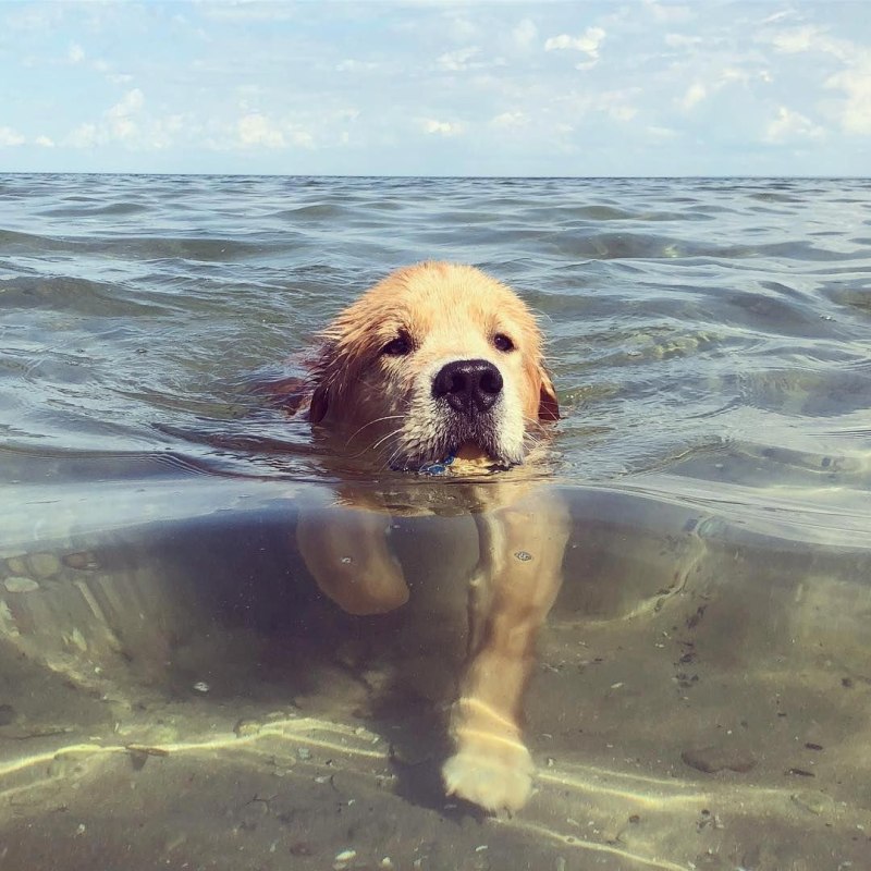 Золотистый ретривер в воде
