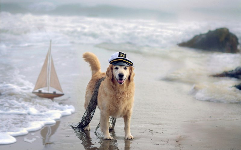 Собака на фоне моря