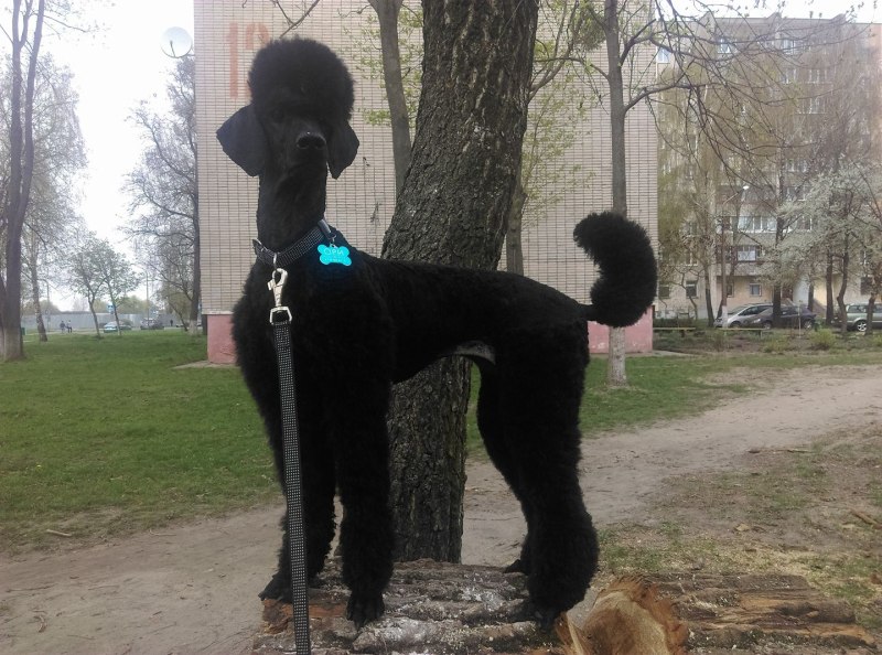 Стрижка Пуделя В Москве Лефортово