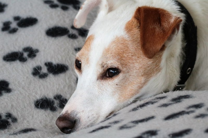 Jack Russell 1996