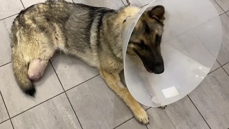 Сухожилия у собак задние лапы