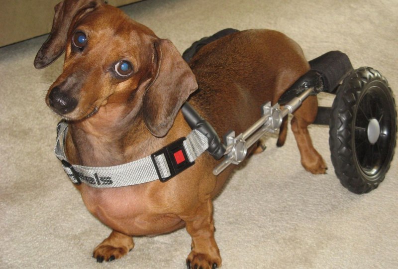 Вожжи для собак Kruuse Walkabout harness