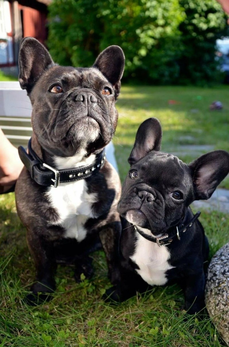 Blue French Bulldog
