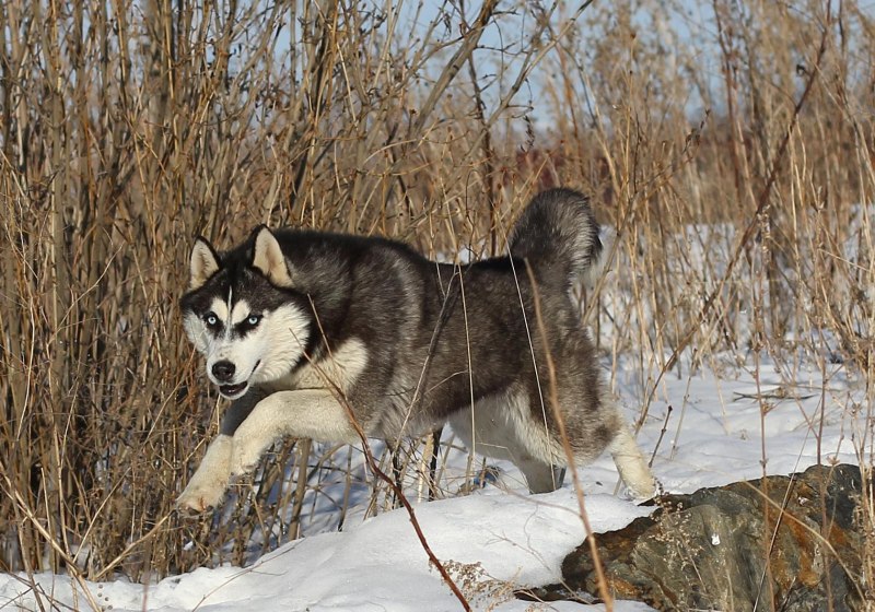Хаски любопытный