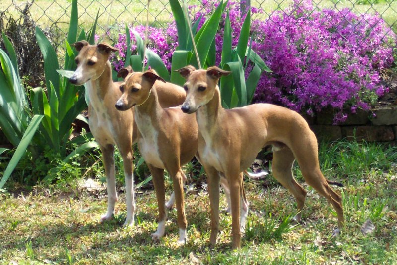 Italian Greyhound, Basenji.