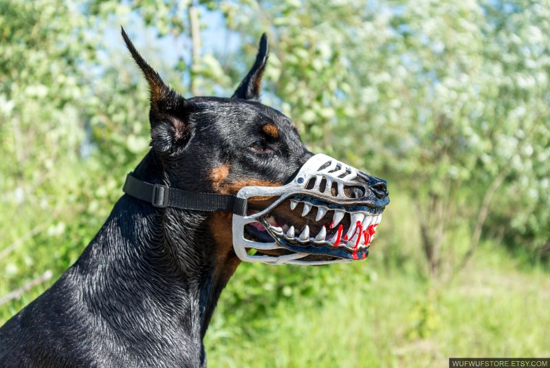 Doberman cop!