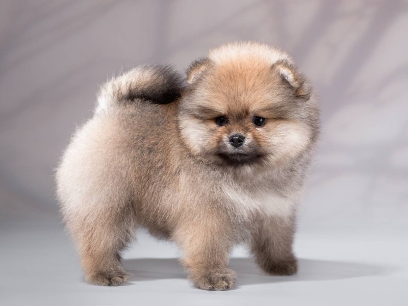 Королевский мини шпиц