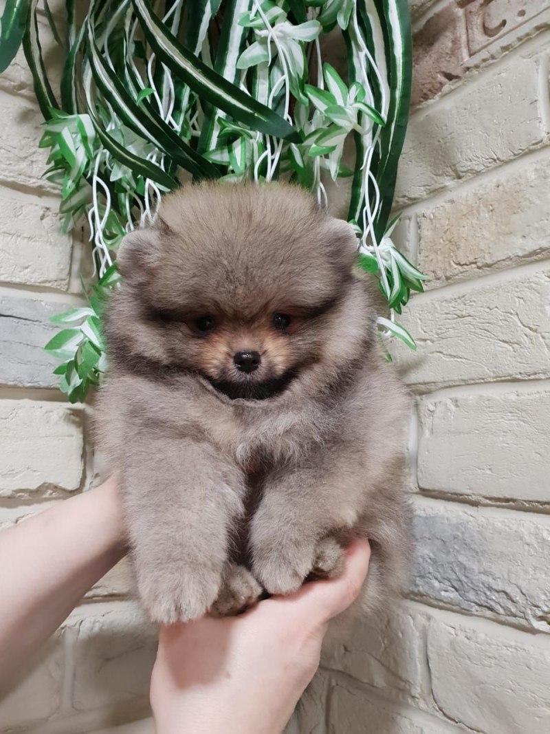 Померанский шпиц медвежьего