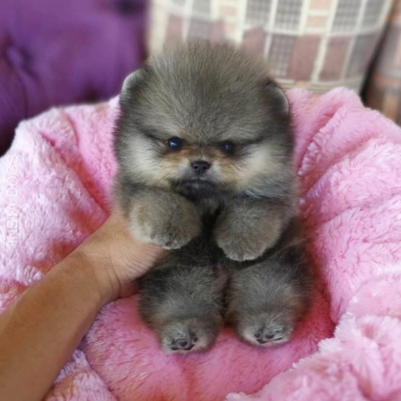 Померанский шпиц Teacup.
