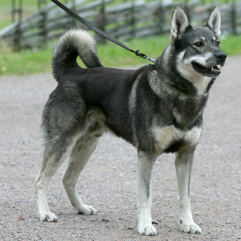 Лайка элкхаунд