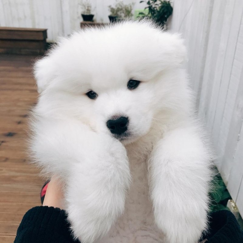 Самоед собака