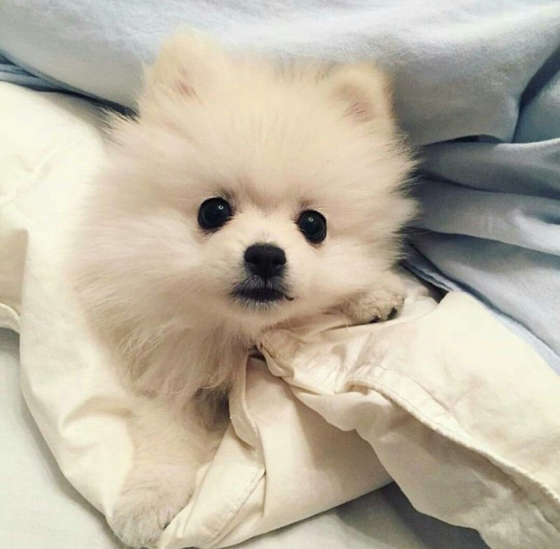 Померанский шпиц белый корейский